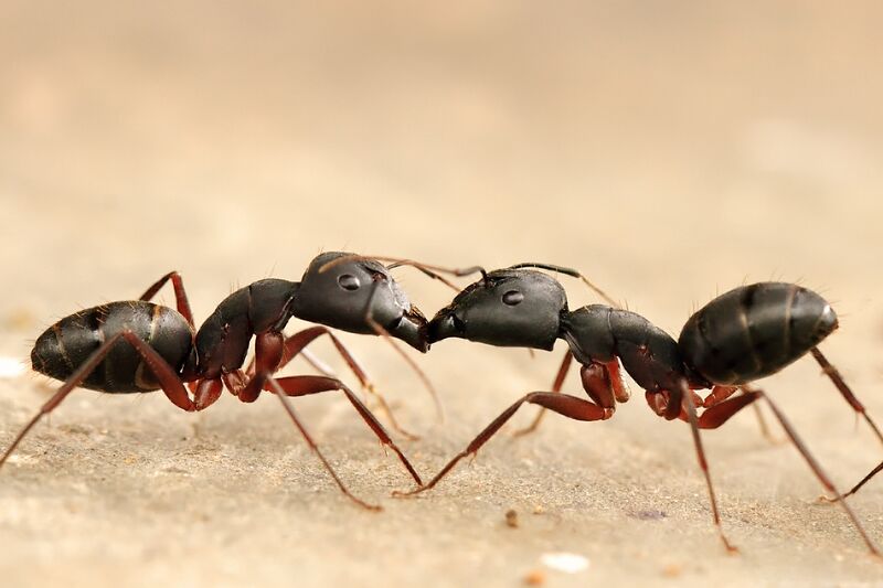 File:Black-ants.jpg