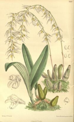 Bulbophyllum auricomum - Curtis' 130 (Ser. 3 no. 60) pl. 7938 (1904).jpg