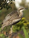 Bush Stone-curlew.jpg