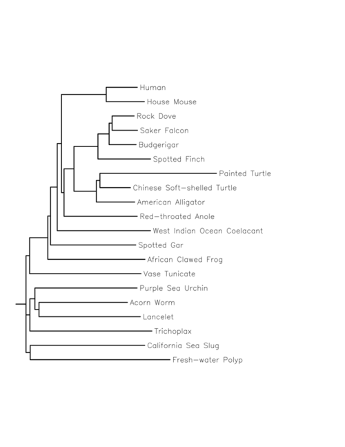 CCDC138 rooted phylogeny tree