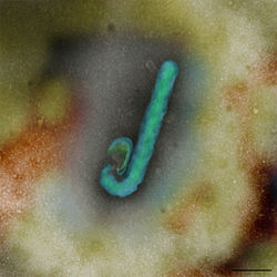 CSIRO ScienceImage 2262 The Reston Ebola virus.jpg