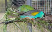 The females are green. The males are bright-blue with a black forehead, yellow shoulders, grey wings, and a red belly