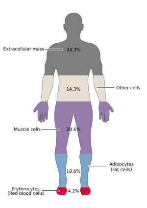 Cells of the human body by mass.svg