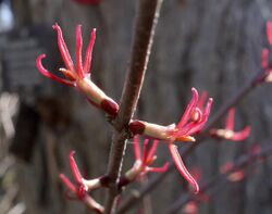 Cercidiphyllum japonicum female flowers.jpg