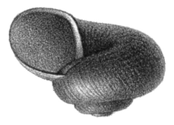 Choanomphalus amauronius amauronius shell.png