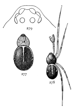 Common Spiders U.S. 277-9 Steatoda borealis.png