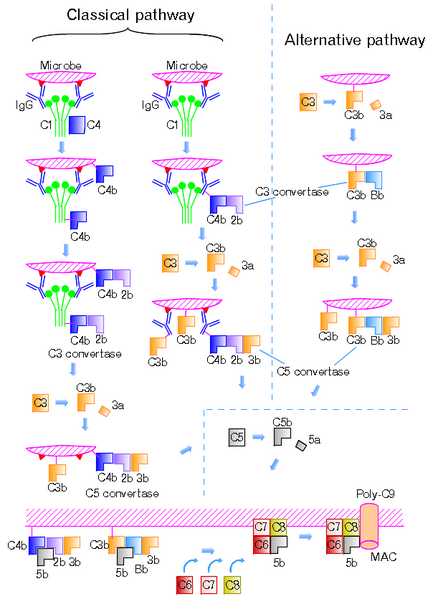 File:Complement-pathways.png