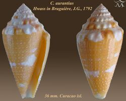 Conus aurantius 2.jpg