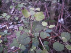 Coprosma rotundifolia 12.JPG