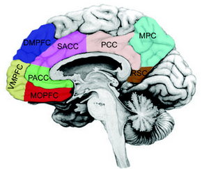 Cortical midline structures.png