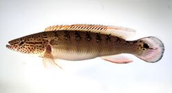 Crenicichla lenticulata.jpg