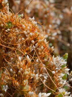 Cuscuta salina major (6114408262).jpg