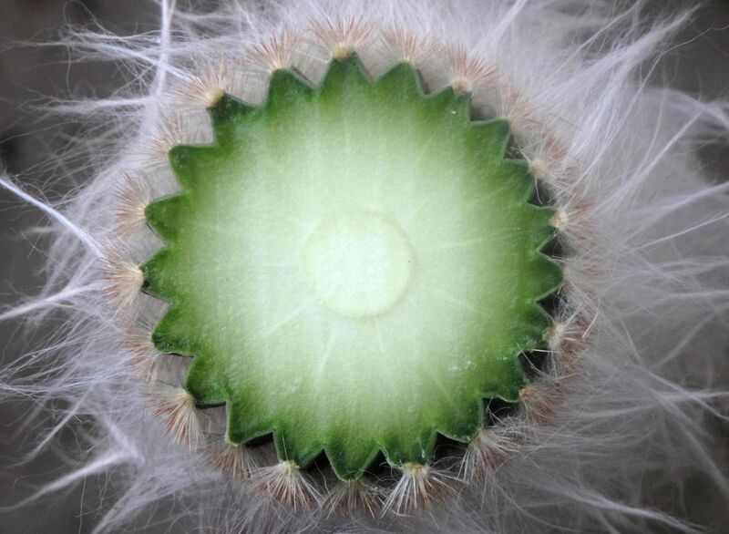 File:Cut Cereus (brightened).jpg