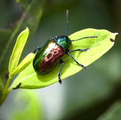 dog bane beetle (Chrysochus auratus)