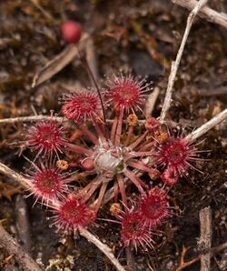 Drosera pygmaea Hobart Tasmania.jpg