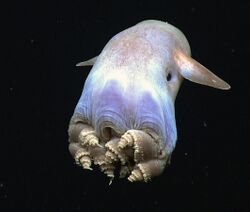 A stubby round sea-creature with short ear-like fins