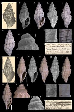 Eastern Mediterranean molluscs (10.3897-zse.94.20116) Figure 8.jpg