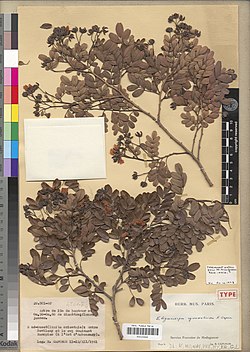 Eligmocarpus cynometroides Capuron Typus MNHN-P-P00100443.jpg