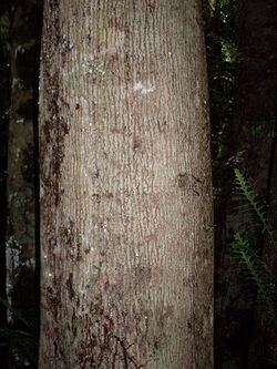 Emmenosperma alphitonioides bark.JPG