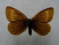 Erebia claudina.jpg