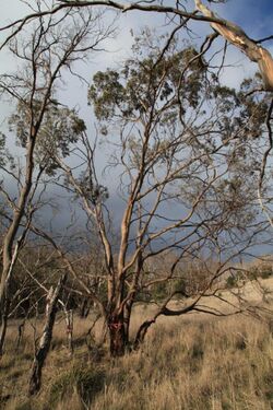 Eucalyptus morrisbyi at Calverts Hill Nature Reserve.JPG