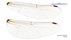 Eusynthemis deniseae female wings (34248793563).jpg