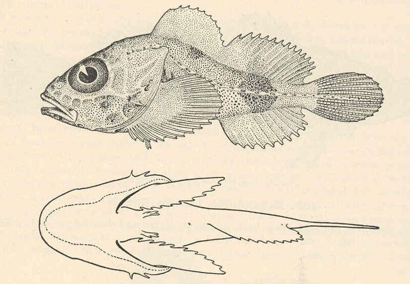 File:FMIB 39387 Thecopterus aleuticus Smith Type.jpeg