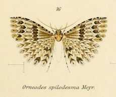 Fig.16-Alucita spilodesma.JPG