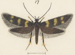 Fig 17 MA I437627 TePapa Plate-XXVIII-The-butterflies full (cropped).jpg