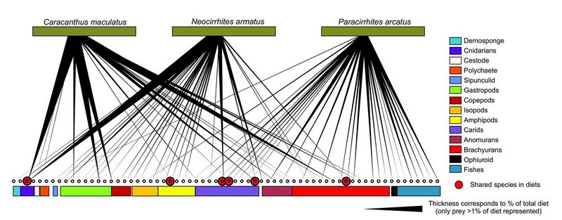 File:Food web reconstruction by DNA barcodes.jpg