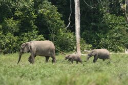 Forest elephant family (6987538203).jpg
