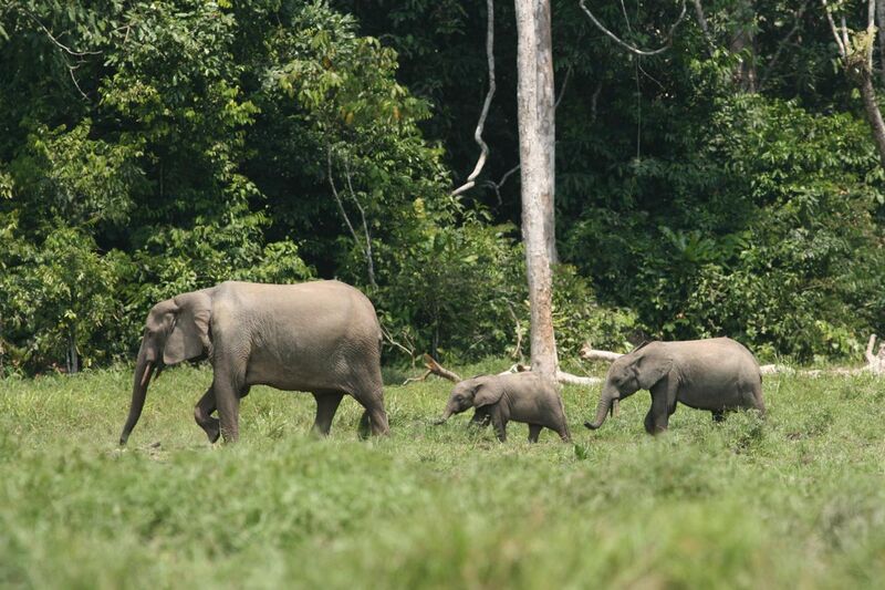File:Forest elephant family (6987538203).jpg