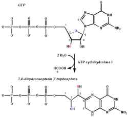 GTP-cyclohydrolase-reaction.png