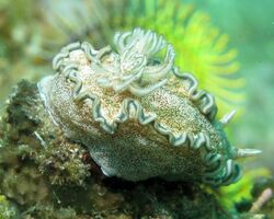 Glossodoris hikuerensis.jpg