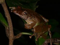 Gran Rio Snouted Treefrog (Scinax proboscideus) (27150970689).jpg