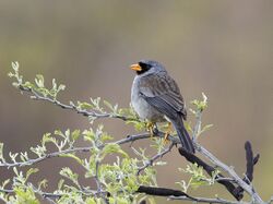 Gray-winged Inca-Finch - Incaspiza ortizi (cropped).jpg