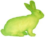 Alba, a fluorescent green rabbit