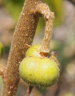 Grewia retusifolia fruit.jpg