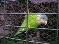 Grey-cheeked Parakeet (Brotogeris pyrrhoptera) captivity.jpg