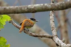 Grey-collared Becard, La Concordia, Mexico (16372461294).jpg