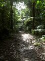 Guadeloupe 123 - Massif de la Soufrière 1467m - Chemin des bains jaunes.jpg