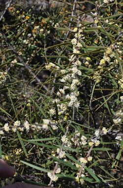 Hakea repullulans 74456463.jpg