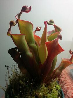 Heliamphora red mambo.jpg