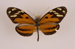 Heliconiusismenusfaunus.jpg