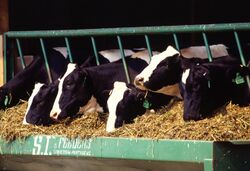 Holstein dairy cows.jpg