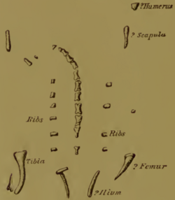 Hortalotarsus holotype, before blasting.png