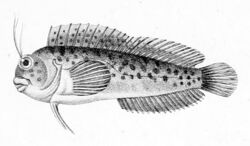 Hypleurochilus fissicornis.jpg