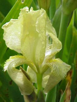 Iris junoniana0.jpg