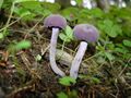 Laccaria amethystea.jpg