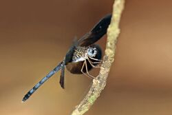 Large woodskimmer (Uracis fastigiata) male.jpg